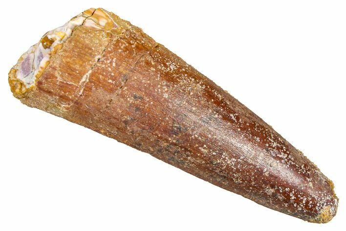Fossil Spinosaurus Tooth - Real Dinosaur Tooth #381025